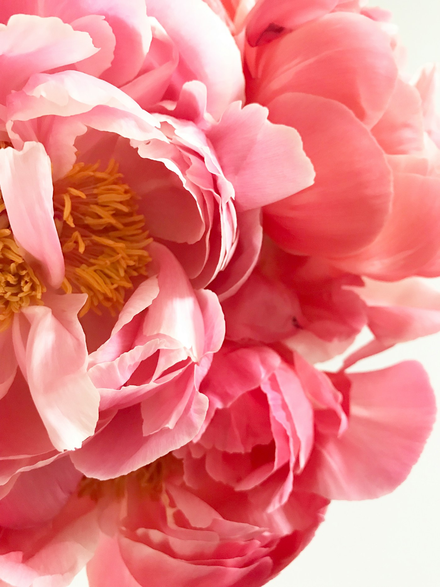 Fresh bouquets at Barbara's Flower Boutique